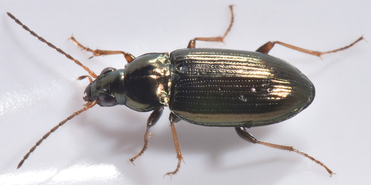 Carabidae: Odontium (Eurytrachelus) laticolle